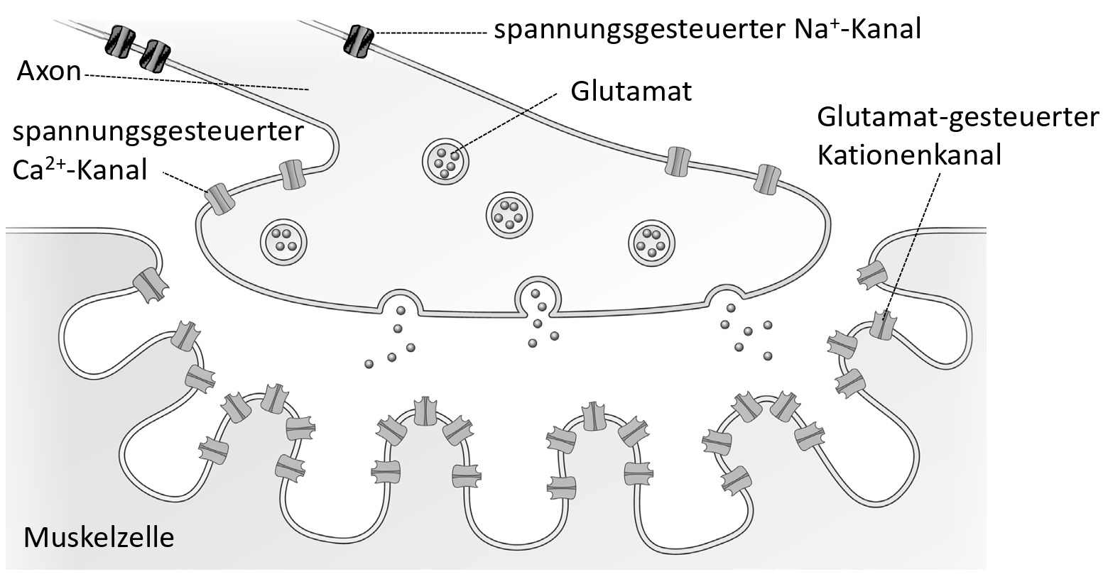 Schematische Synapse: Axonterminal mit Vesikeln, Glutamatfreisetzung an Muskelzelle